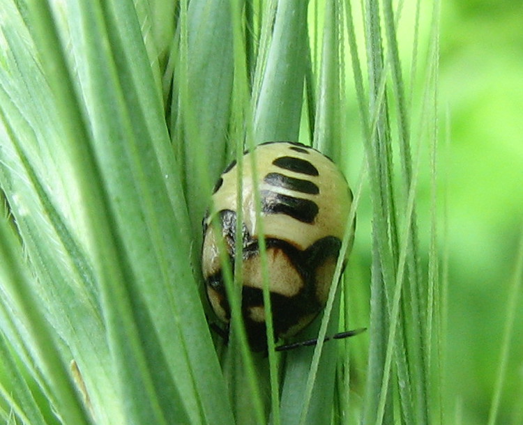 Ninfa di Tritomegas bicolor (Linnaeus, 1758)